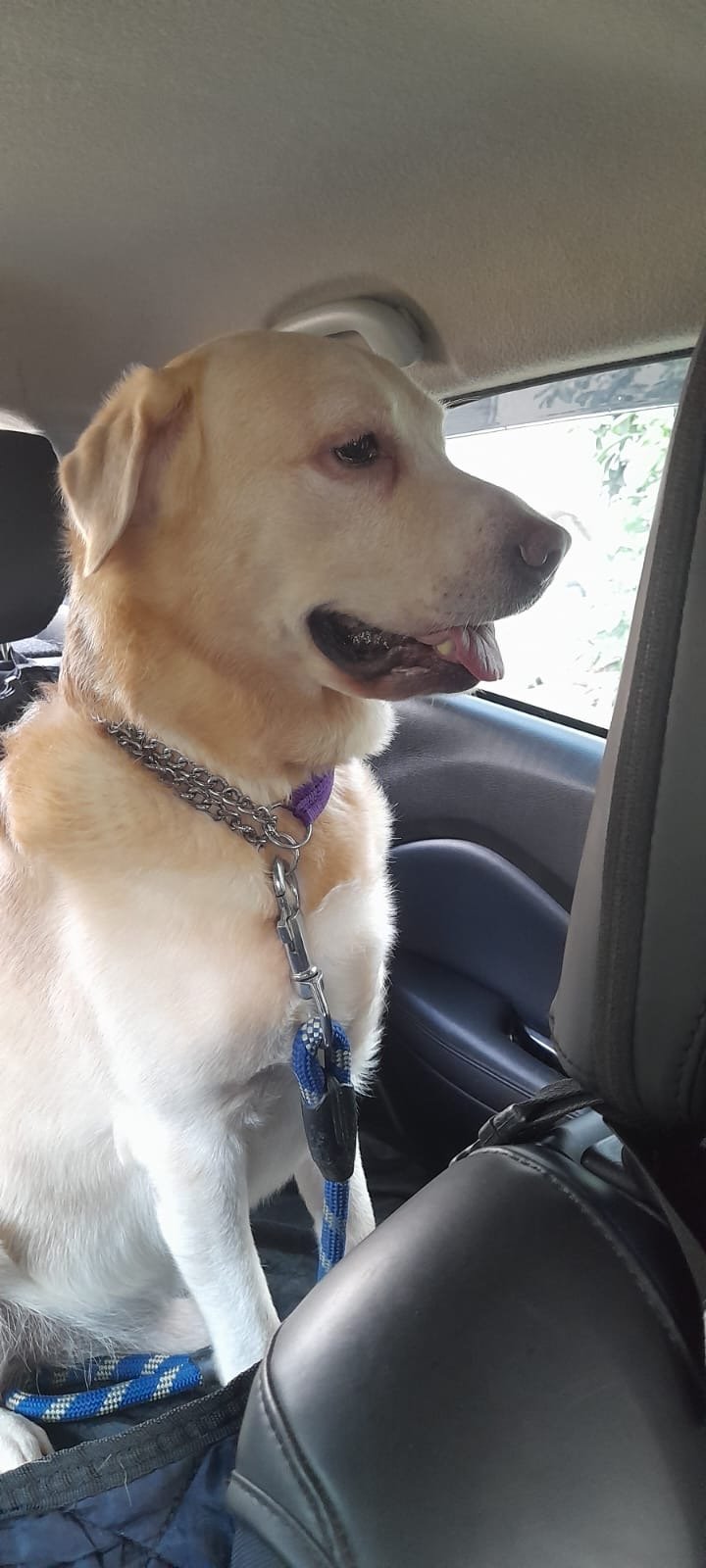 Mojo, a real Petroo customer's dog, on a Petroo ride in Kolkata