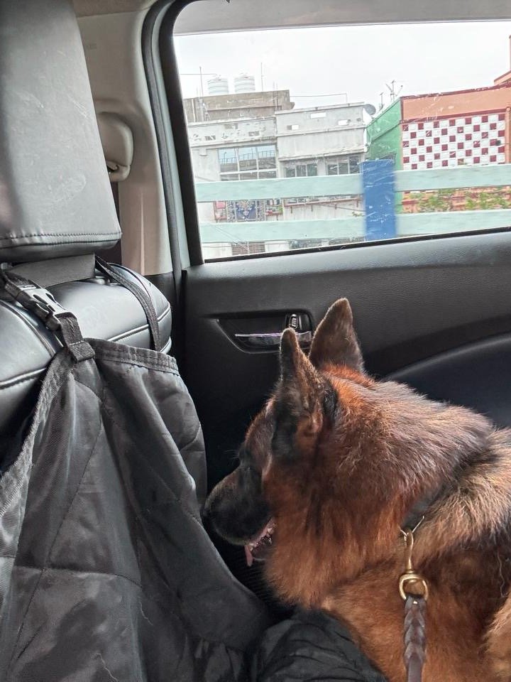 Rex, a real Petroo customer's dog, on a Petroo ride in Kolkata